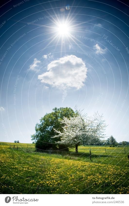 Frühlingsboten Umwelt Natur Landschaft Urelemente Luft Himmel Wolken Sonnenlicht Schönes Wetter Baum Gras Blüte Wiese schön blau grün Umweltschutz Blumenwiese