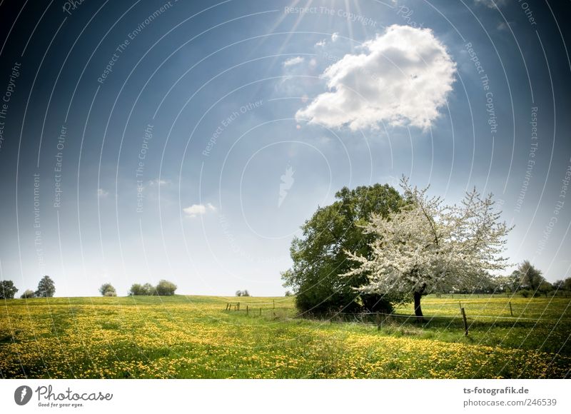 Frühlingsboten II Umwelt Natur Landschaft Pflanze Himmel Wolken Horizont Sonnenlicht Schönes Wetter Baum Gras Blüte Wiese natürlich schön blau gelb grün