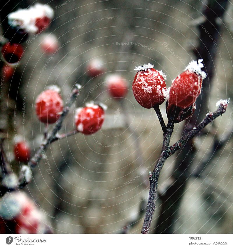 Weeß de noch? Umwelt Natur Landschaft Pflanze Winter Klima Wetter Eis Frost Sträucher Blüte Wildpflanze Garten Park Feld Gefühle ruhig Hagebutten rot