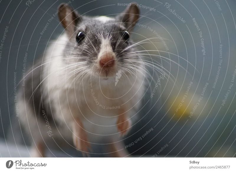 Rennmaus Tier Haustier Maus Tiergesicht Fell Mongolische Rennmaus Gerbil 1 Blick stehen natürlich Neugier niedlich grau weiß Farbfoto Gedeckte Farben