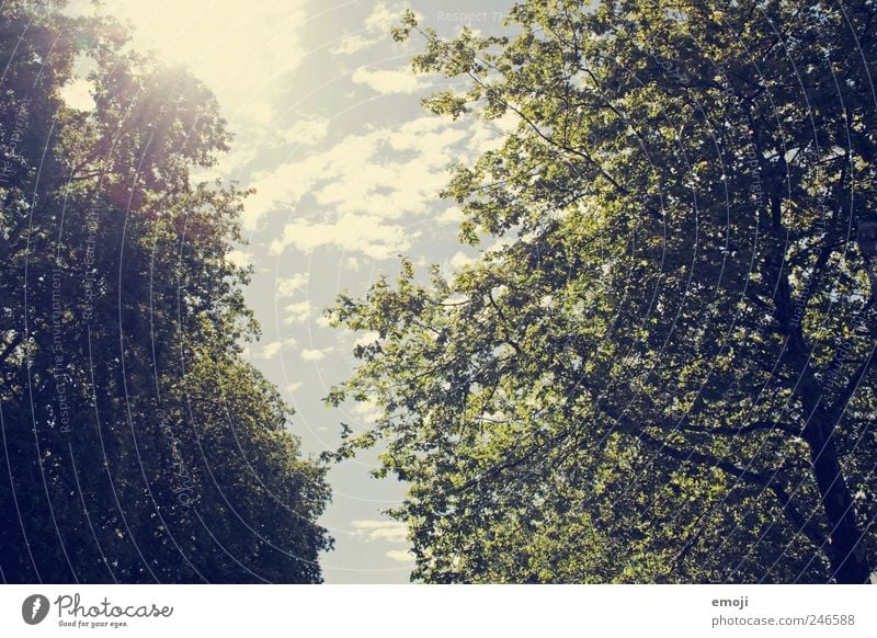 Allee Natur Sonne Sommer Baum Grünpflanze grün Blätterdach Himmel Farbfoto Außenaufnahme Menschenleer Tag Licht Schatten Sonnenlicht Sonnenstrahlen Gegenlicht