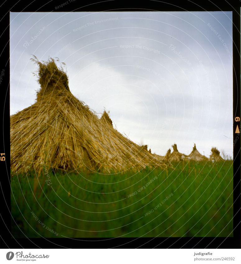 Am Bodden Umwelt Natur Landschaft Himmel Wolken Sommer Pflanze Gras Wiese Darß Vorpommersche Boddenlandschaft natürlich grün Stimmung Schilfrohr Riedgras