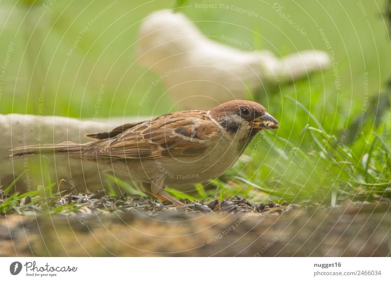 Sperling Umwelt Natur Pflanze Tier Frühling Sommer Herbst Schönes Wetter Gras Grünpflanze Garten Park Wiese Feld Wald Wildtier Vogel Tiergesicht Flügel Krallen