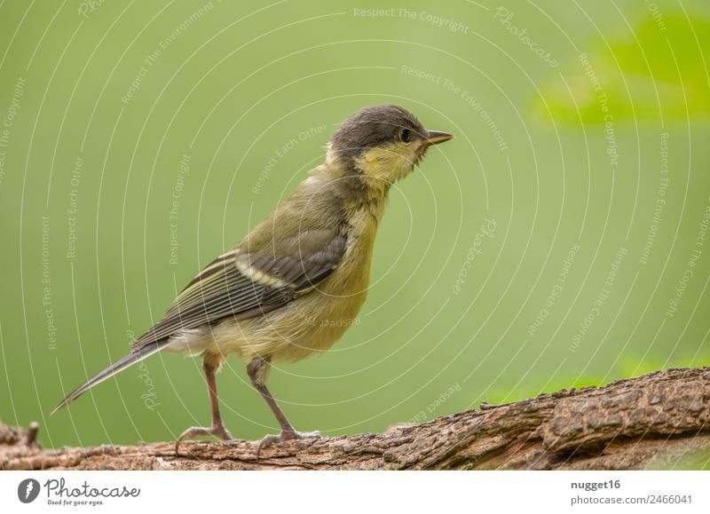 junge Kohlmeise Umwelt Natur Tier Sonne Frühling Sommer Herbst Klima Wetter Schönes Wetter Pflanze Baum Ast Garten Park Wald Wildtier Vogel Tiergesicht Flügel