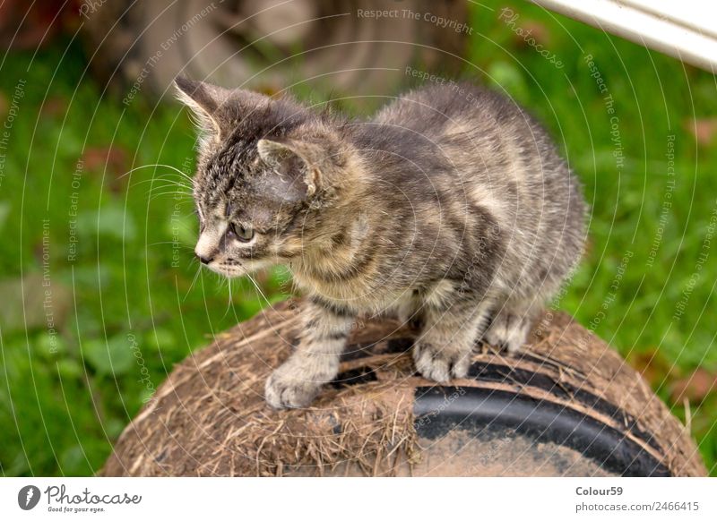 Niedliches Katzenbaby Baby Natur Tier Fell Haustier 1 Tierjunges hocken sitzen Neugier grau Interesse entdecken Säugetier getiegert Hauskatze Farbfoto