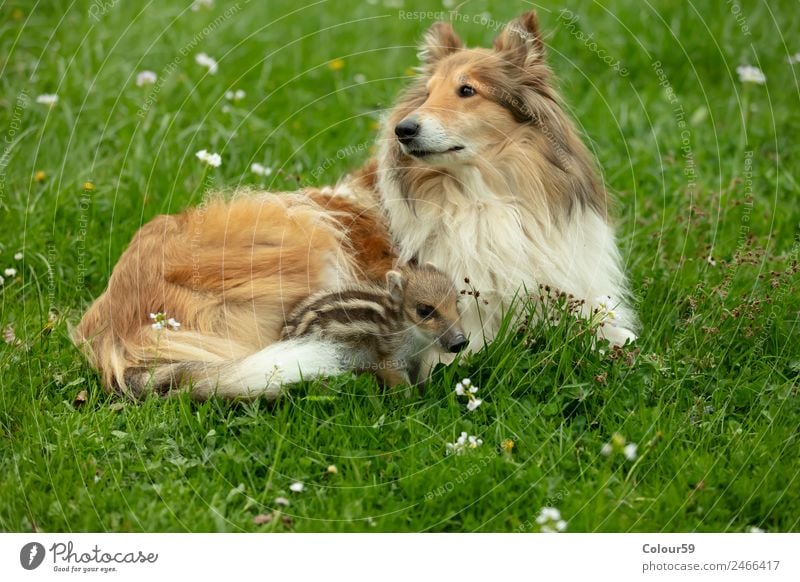 Collie Hündin mit Frischling schön Spielen Baby Freundschaft Natur Tier Frühling Gras Wiese Wildtier Hund 2 Tierpaar Tierjunges liegen klein lustig niedlich