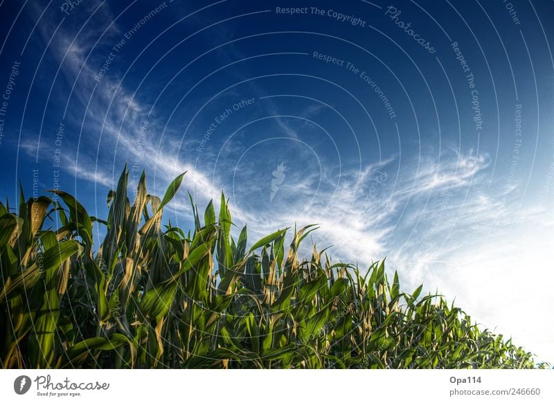 Maisfeld Umwelt Natur Landschaft Pflanze Tier Himmel Wolken Sonne Sonnenlicht Sommer Schönes Wetter Nutzpflanze Feld Blühend leuchten Wachstum Unendlichkeit