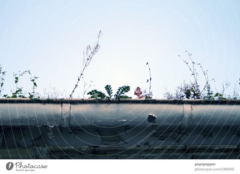 feuchtbiotop Umwelt Natur Pflanze Wasser Himmel Wolkenloser Himmel Sonnenlicht Sommer Schönes Wetter Gras Moos Efeu Blatt Blüte Grünpflanze Dachrinne alt