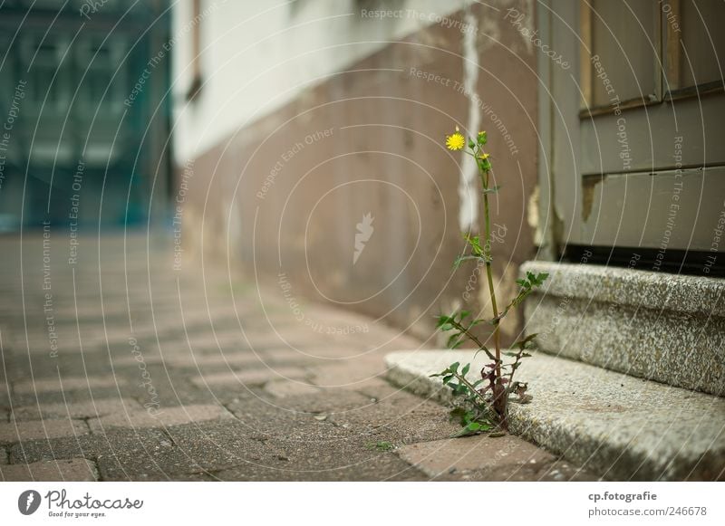 Treppenblümchen Pflanze Schönes Wetter schlechtes Wetter Blume Blüte Kleinstadt Menschenleer Haus Mauer Wand Farbfoto Tag Dämmerung Schwache Tiefenschärfe