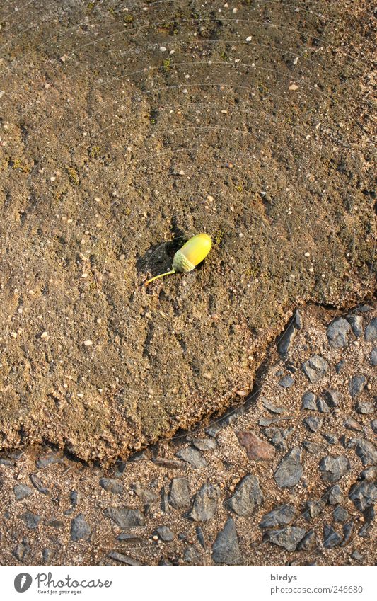 Eichelfund Straße liegen warten entdecken Wandel & Veränderung Eicheln Asphalt beschädigt einzeln Einsamkeit 1 Beton verwittert klein Warmes Licht Farbfoto