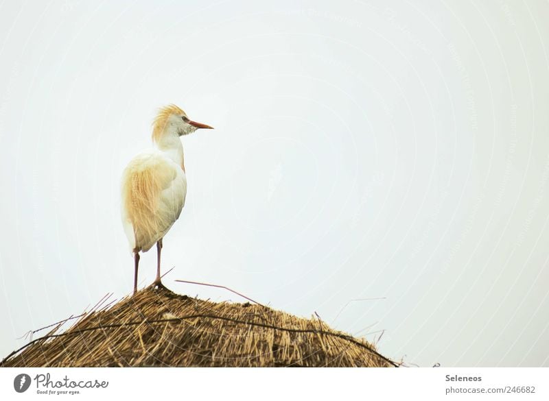 warum liegt hier eigentlich Stroh Ferne Freiheit Himmel Wolkenloser Himmel Tier Vogel Zoo 1 klein Farbfoto Außenaufnahme Menschenleer Textfreiraum rechts