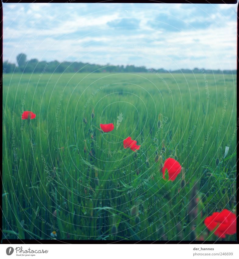 Ein bisschen Effet Umwelt Natur Himmel Wolken Gewitterwolken Sommer Schönes Wetter Wind Pflanze Blume Gras Blatt Blüte Grünpflanze Nutzpflanze Wildpflanze Mohn