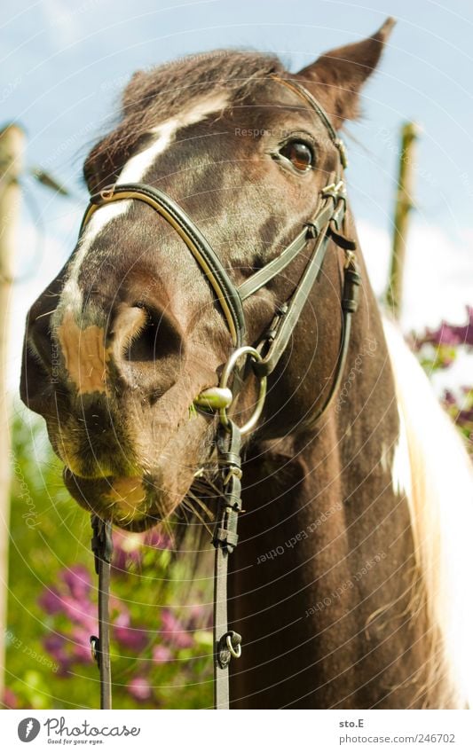 don't look me so strange on Reitsport Reiten Umwelt Natur Landschaft Pflanze Tier Haustier Nutztier Pferd Tiergesicht Fell beobachten Fressen füttern elegant