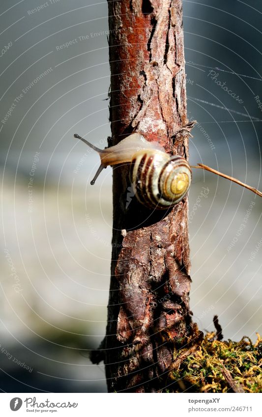 sNääääiL Sommer Natur Baum Tier Nutztier Schnecke 1 Holz klein lang schleimig Farbfoto Außenaufnahme Makroaufnahme Tag Licht Sonnenlicht Tierporträt