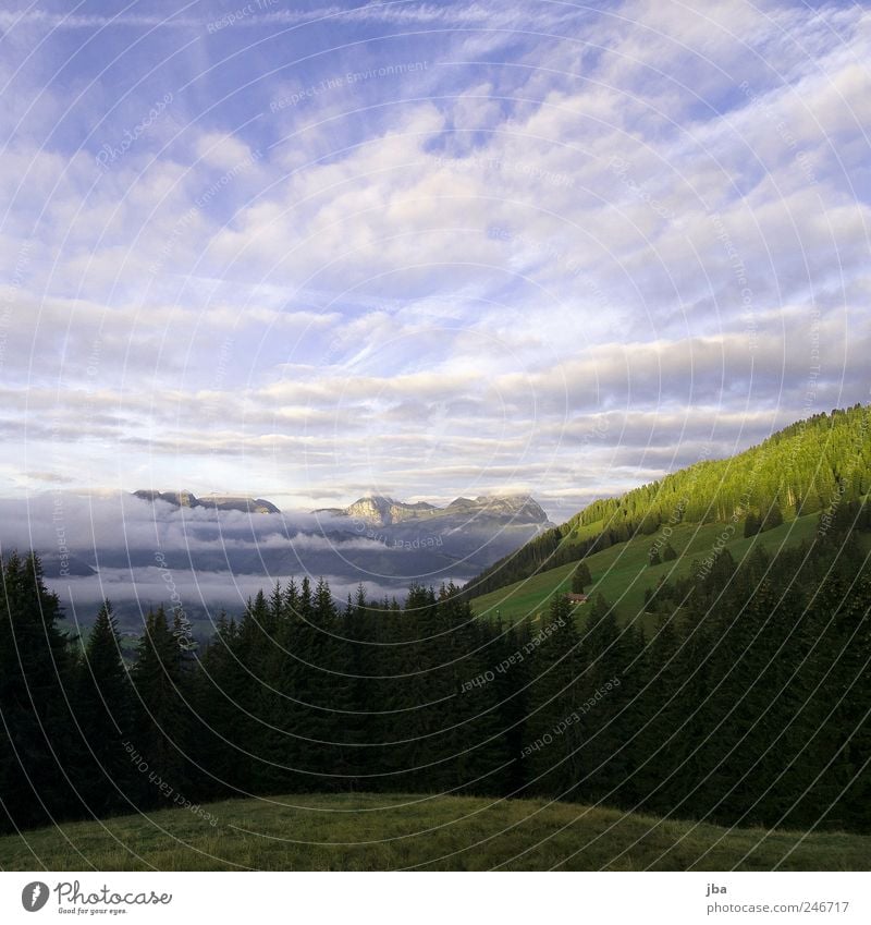 Morgenstimmung harmonisch Wohlgefühl Freiheit Berge u. Gebirge Natur Landschaft Himmel Wolken Schönes Wetter Tanne Felsen Alpen Saanenland Schweiz Erholung Wald