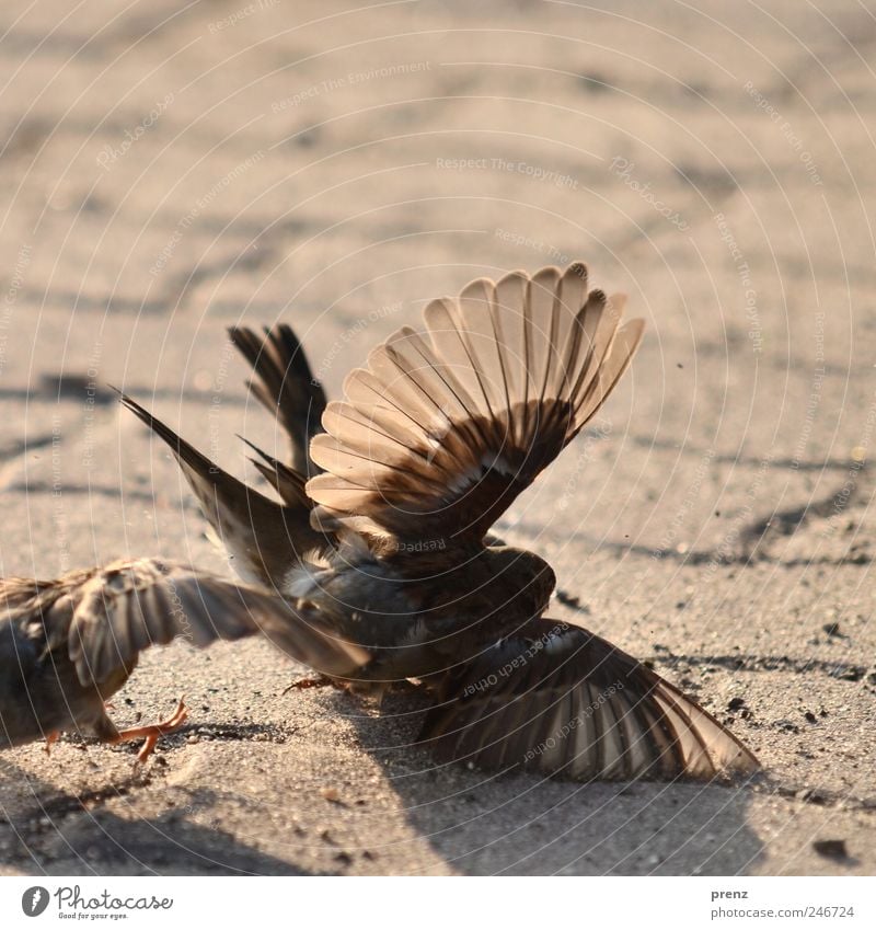 balgerei Tier Wildtier Vogel Flügel 3 kämpfen Spielen braun grau Spatz flattern Fußweg Gegenlicht durchscheinend Farbfoto Außenaufnahme Abend