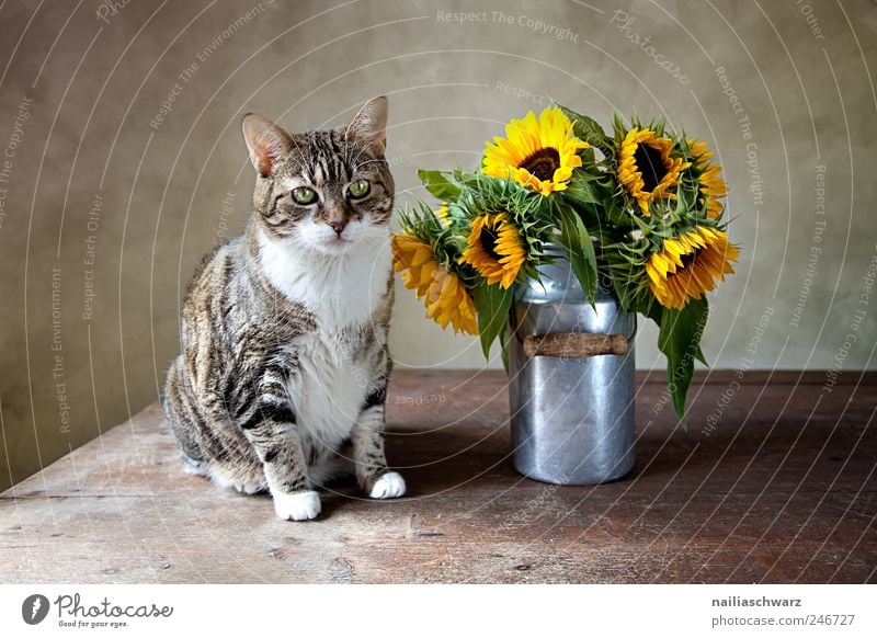 Katze mit Sonnenblumen Natur Pflanze Sommer Blume Blüte Tier Haustier 1 Milchkanne Holz Metall beobachten sitzen ästhetisch braun gelb gold silber Stillleben