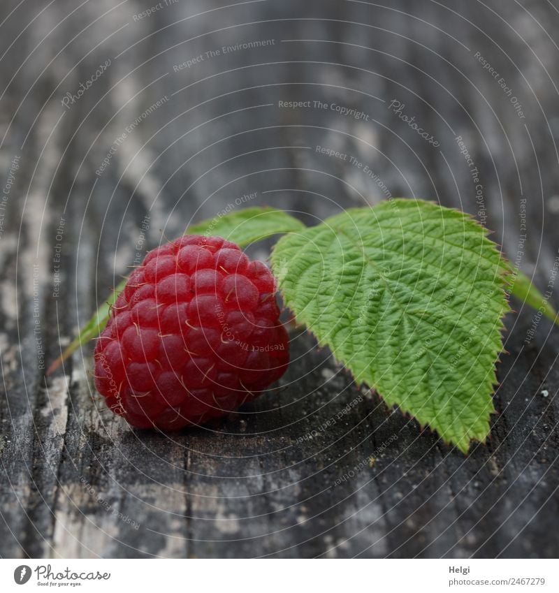 leckeres Früchtchen Lebensmittel Frucht Himbeeren Himbeerblätter Ernährung Bioprodukte Vegetarische Ernährung Blatt Holz liegen ästhetisch frisch Gesundheit