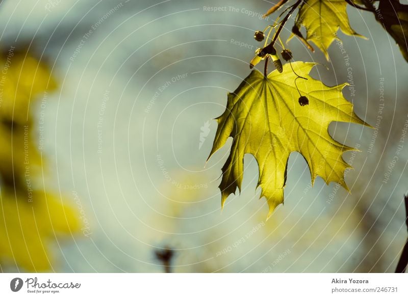 Letztes Grün vor Gelb und Rot Natur Himmel Sommer Herbst Baum Blatt Ahorn Ahornblatt Wachstum frisch blau braun grün Vorfreude Farbfoto Außenaufnahme