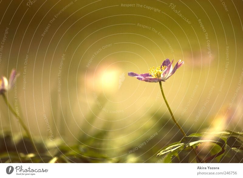 Frühlingserinnerungen Natur Pflanze Blume Blatt Blüte Garten Wiese Blühend Wachstum hell nah natürlich gelb grün violett Frühlingsgefühle Beginn Gefühle Idylle