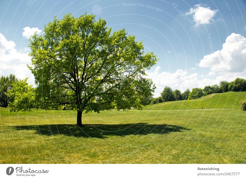 Baum Umwelt Natur Landschaft Pflanze Himmel Wolken Sommer Wetter Schönes Wetter Gras Park Wiese Hügel alt groß blau grün weiß Laubbaum Horizont Farbfoto