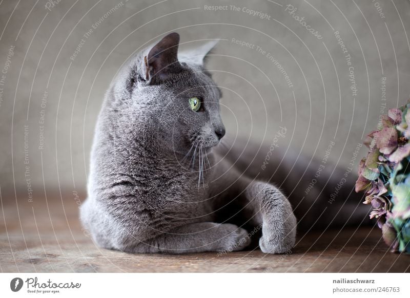 Russisch Blau Pflanze Blume Hortensie Tier Haustier Katze Tiergesicht kurzhaarig 1 liegen ästhetisch elegant Neugier niedlich braun grau silber Farbfoto