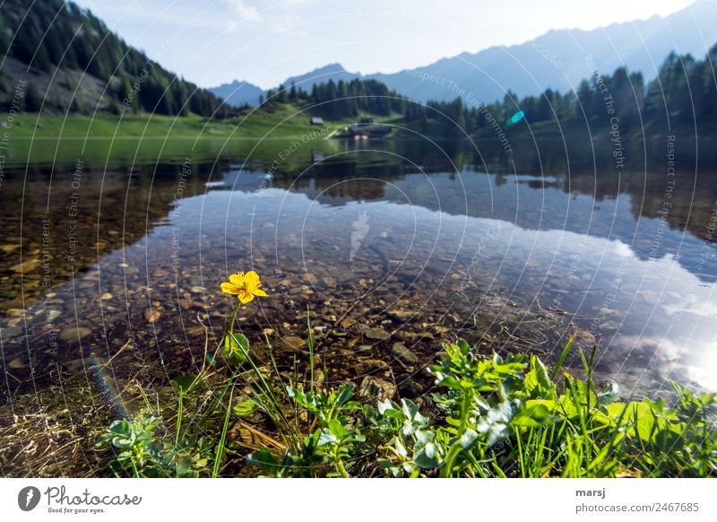 Einsame Almbewohnerin harmonisch Erholung ruhig Ferien & Urlaub & Reisen Tourismus Ausflug Freiheit Berge u. Gebirge wandern Natur Pflanze Frühling Blume