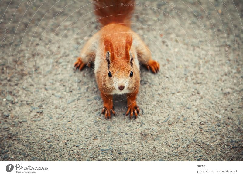 Ü-Tier Erde Fell Wildtier Tiergesicht 1 klein lustig Neugier niedlich schön grau rot Interesse Eichhörnchen Nagetiere Boden Mitte frontal Ohr tierisch Farbfoto