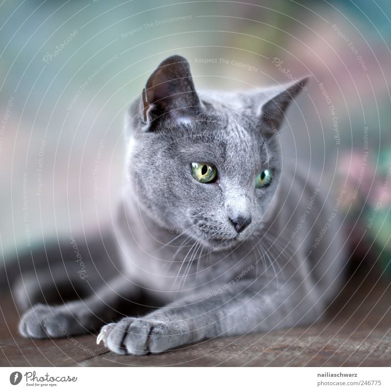 Russisch Blau Tier Haustier Katze blau russisch blau 1 liegen ästhetisch elegant niedlich Farbfoto Innenaufnahme Studioaufnahme Menschenleer Tag