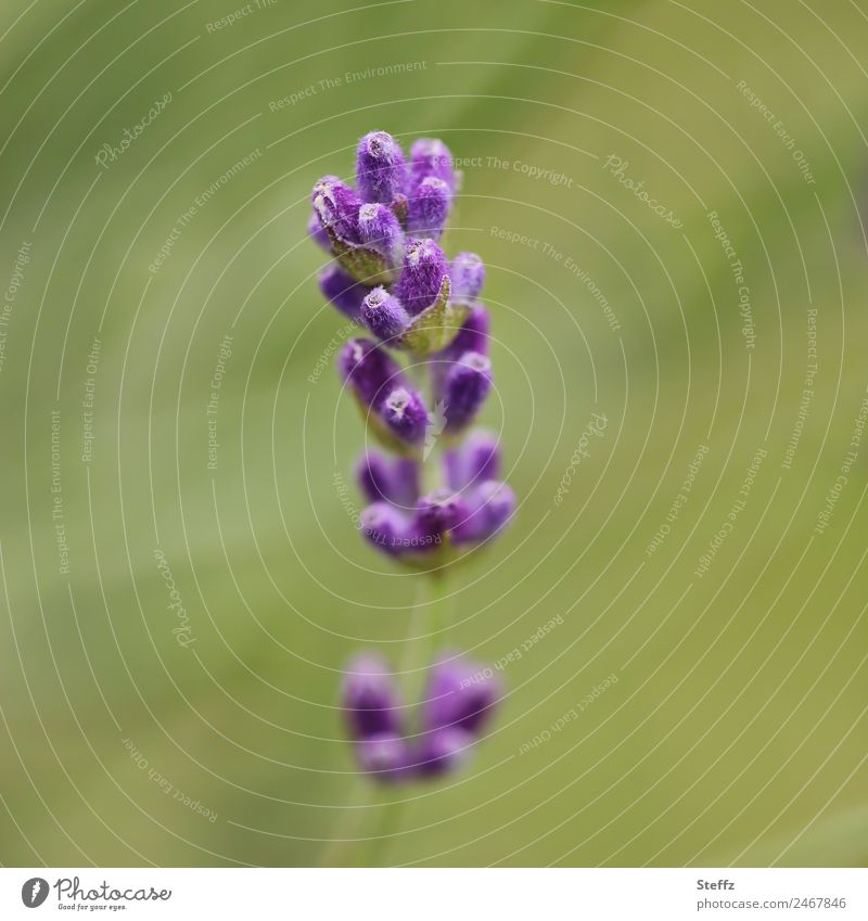 Heilpflanze Lavendel Lavendelblüte Lavendelduft Lavendelfarben blühender Lavendel Duft Lavendelblume Duftpflanze duften aromatisch Juni betörend Blütezeit