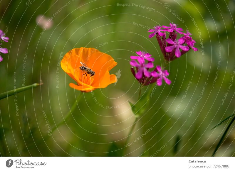 Schwebefliege im orangenem Mohn Natur Pflanze Tier Sommer Blume Gras Blatt Blüte Wildpflanze Garten Wiese Fliege Mistbiene 1 Blühend Duft Fressen authentisch