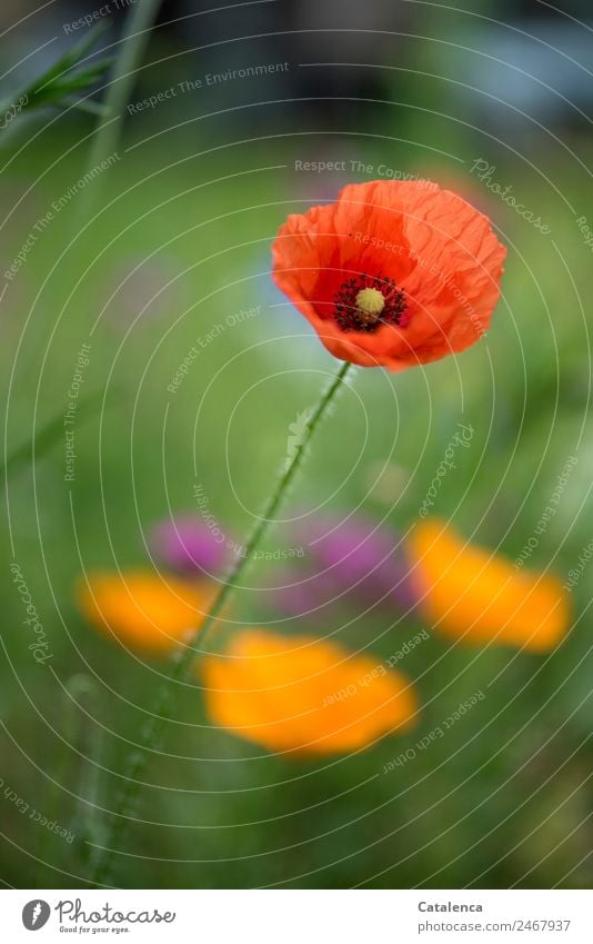 Mohn am Dienstag, orangener und roter Natur Pflanze Sommer Blume Gras Blatt Blüte Mohnblüte Klatschmohn Garten Wiese Blühend schön grün violett Stimmung