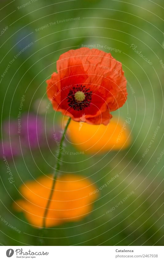 Klatschmohn einer Blumenwiese Natur Pflanze Sommer Blüte Garten Blühend verblüht schön grün orange rosa rot Stimmung Fröhlichkeit Farbe ästhetisch Design