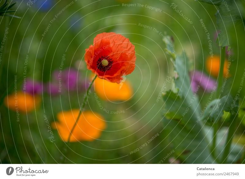 Klatschmohn einer Blumenwiese Natur Pflanze Sommer Blatt Blüte Mohnblüte Garten Wiese Blühend verblüht Wachstum schön blau grün violett orange rot Stimmung