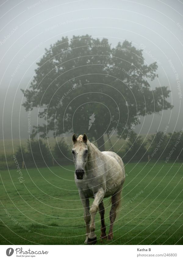 Raus aus der Dämmerung Reiten Bauernhof Reitsport Nebel Baum Wiese Feld Weide Pferd 1 Tier gehen Vertrauen Sympathie Tierliebe Schimmel Farbfoto Außenaufnahme