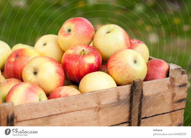 Reife Äpfel Frucht Apfel Ernährung Diät Natur Herbst Baum Blatt Container Verpackung Holz alt frisch lecker natürlich gelb gold grün rot Farbe Ernte Kiste