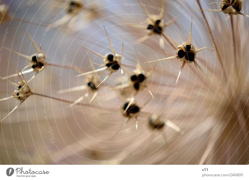 Sternchen Umwelt Natur Pflanze Himmel Schönes Wetter Blume Garten Park Blühend Wachstum ästhetisch außergewöhnlich dünn stachelig blau braun schwarz schön