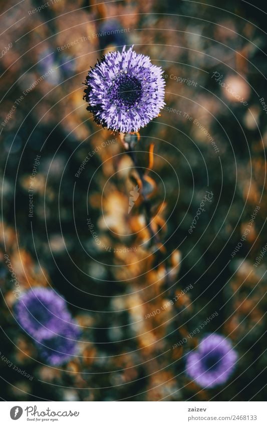 Nahaufnahme einer Fliederblüte von Globularia alypum mit Sonnenuntergangslicht in der Natur schön Sommer Garten Umwelt Pflanze Blume Blatt Blüte Grünpflanze