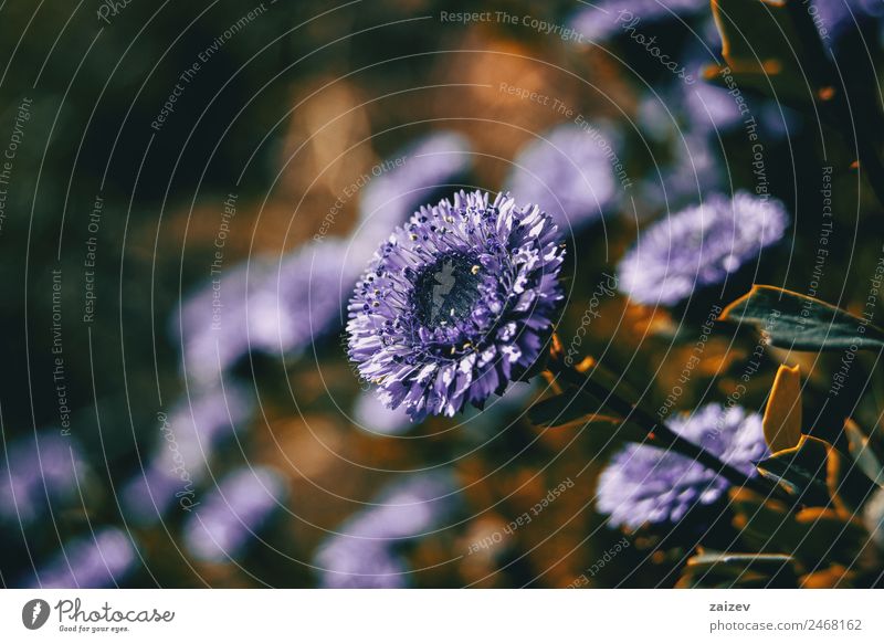 Nahaufnahme einer Fliederblüte von Globularia alypum mit Sonnenuntergangslicht in der Natur schön Sommer Garten Pflanze Blume Blatt Blüte Grünpflanze