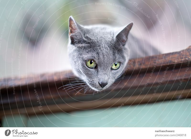 Neugierige Katze Tier Haustier Tiergesicht Russisch Blau kurzhaarig 1 beobachten liegen ästhetisch schön blau braun grau silber Farbfoto Innenaufnahme