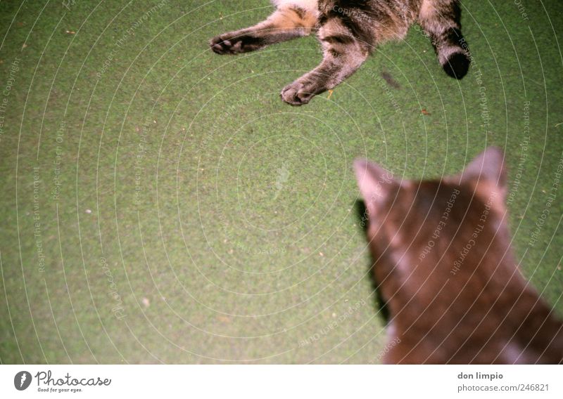 wir wollen in die top-10 Tier Haustier Katze 2 Tierpaar liegen Blick schlafen träumen nah trashig grün Trägheit bequem Erholung Pause Farbfoto Innenaufnahme