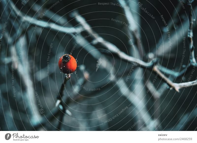 Nahaufnahme einer roten und runden Frucht in einer Winter- und Schneelandschaft Kräuter & Gewürze schön Medikament Windstille Garten Natur Pflanze Herbst