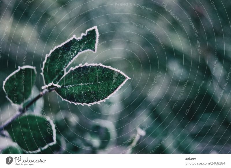 Nahaufnahme von gefrorenen Blättern und Schnee von Cistus salviifolius schön Windstille Winter Berge u. Gebirge Garten Natur Pflanze Wetter Blatt Park Wald