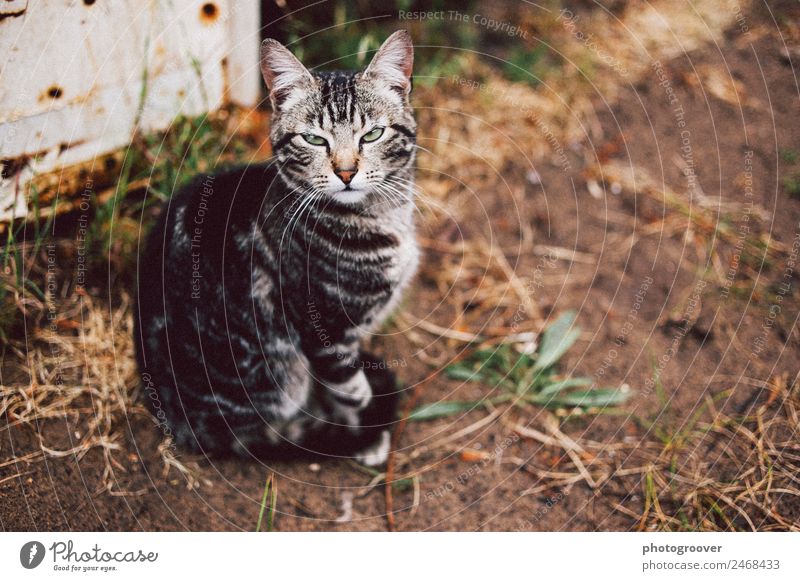 Mürrische Katze Garten Sand Haustier 1 Tier Denken hören warten rebellisch Wut braun grau Stimmung Unglaube Neid eitel mürrisch mürrische Katze Katze im Garten