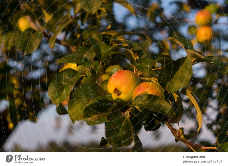 Apfelbaum im herbstlichen Abendlicht Natur Sommer Herbst Baum Blatt authentisch nachhaltig Wärme gelb gold grün Farbfoto Außenaufnahme Detailaufnahme