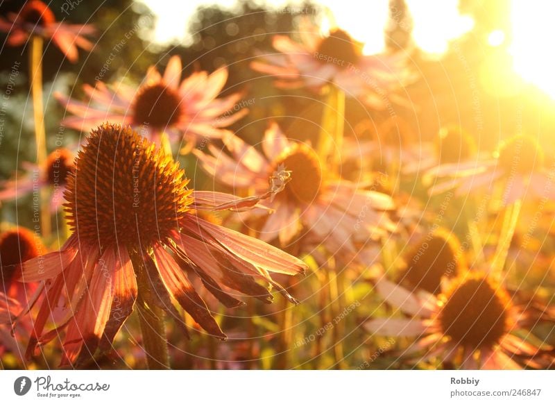 Ein letzter Sommertag Natur Pflanze Herbst Blume Blüte Garten Wärme gelb grün rosa schön Gelassenheit Erholung Stimmung Sonnenuntergang Blumenbeet welk