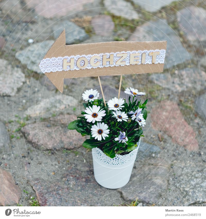 <- Design Freizeit & Hobby Dekoration & Verzierung Party Feste & Feiern Hochzeit Blume Topfpflanze Blumentopf Terrasse Wege & Pfade Pflasterweg trashig Stadt