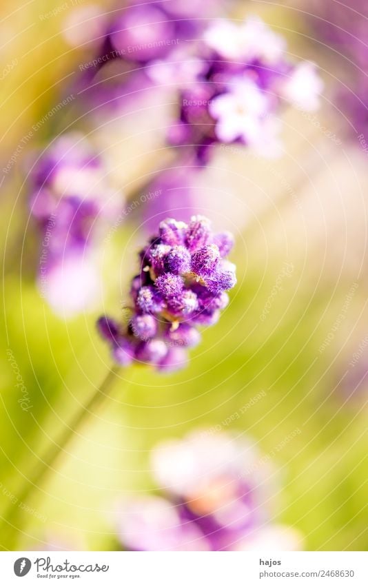 Lavendel, Blüte Sommer Natur Pflanze Blume Nutzpflanze hell violett Nahaufnahme lila sommerflora mediterran Parfum Duft Heilpflanze Naturheilkunde Phytotherapie