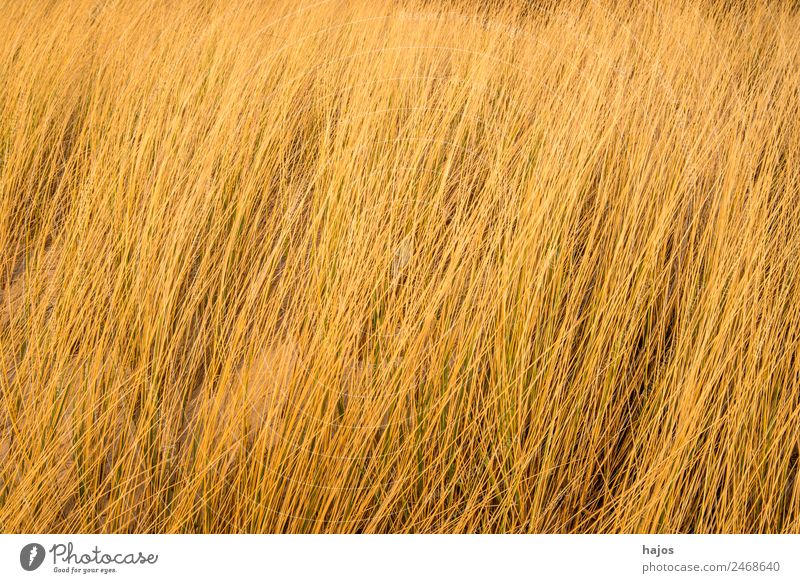 Strandhafer am Ostseestrand Natur Pflanze Tier maritim Tourismus Pflanzen typisch braun formatfüllend Hintergrundbild Farbfoto Außenaufnahme Menschenleer