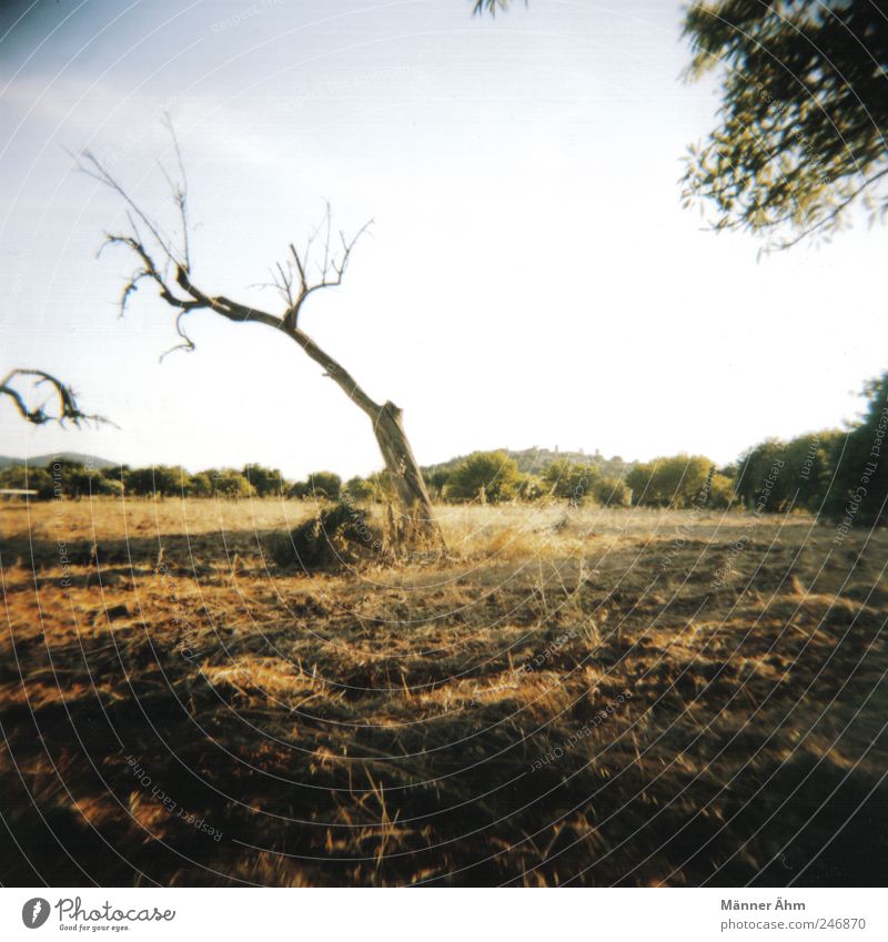 Hier und dort... Natur Landschaft Himmel Wildpflanze Wiese Feld alt trocken stagnierend Mallorca Berge u. Gebirge Erde Farbfoto Lomografie Holga Tag Licht